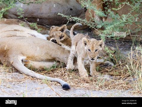 Lion cubs Africa - 1-2 month old cubs, some suckling from their mother ...