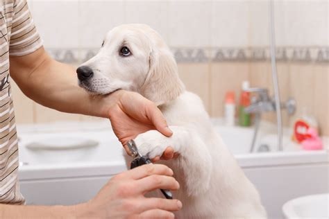 Pet Grooming At Home / How To Groom Your Dog At Home Our Top Tips Pet Grooming Blog For Dog And ...