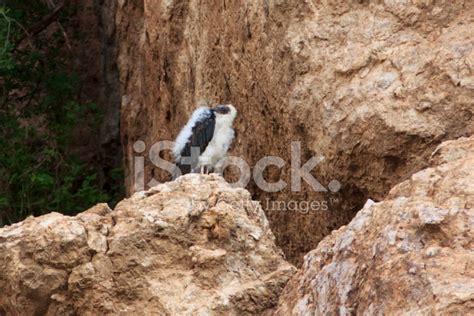 Juvenile Turkey Vulture On Rocks Stock Photo | Royalty-Free | FreeImages