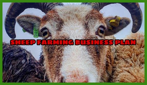 Check here for Commercial Sheep Farming Business Plan - TIMES OF ...