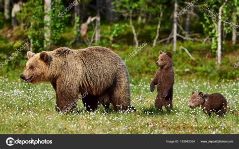 Grizzly Bear Cubs Playing