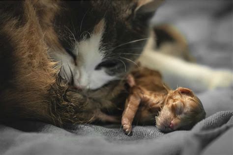 How To Know When A Cat Is Done Giving Birth: 7 Signs