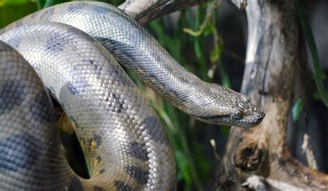 Anaconda Snake - Facts, Diet & Habitat Information