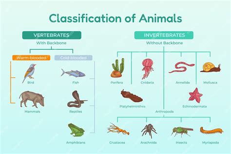 Free Vector | Hand drawn classification of animals infographic