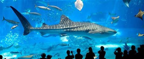 Aquarium Barcelona | BCN Events & Crawls