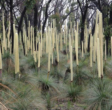 Vertical - Grass Tree flowers in the Brisbane Ranges | Flickr