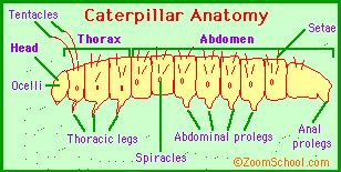 Caterpillar Anatomy - EnchantedLearning.com