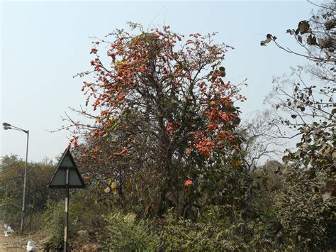 Parrot tree | Palash (Hindi: पलाश) is the State Flower of Jh… | Flickr