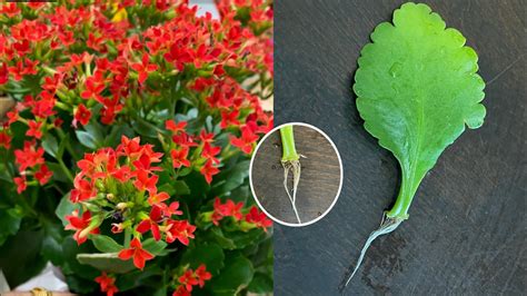 Water Propagation of 🤗Kalanchoe Plant Leaf Cutting and repot new plant ...