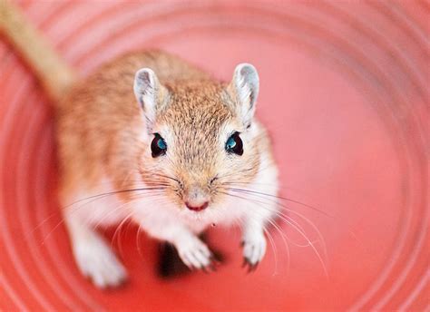 Gerbil by smilinweapon on DeviantArt