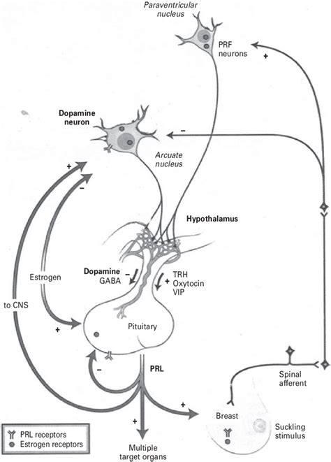 Control of prolactin (PRL) production and secretion. PRF,... | Download Scientific Diagram