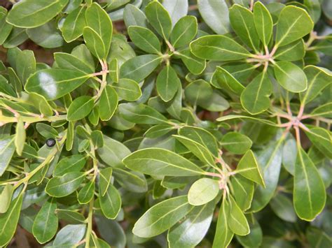 Ilex glabra (Appalachian Tea, Gallberry, Inkberry) | North Carolina Extension Gardener Plant Toolbox