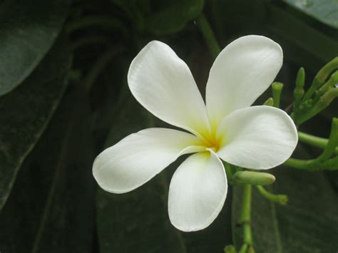 Jasmine Flower Wallpapers - Wallpaper Cave