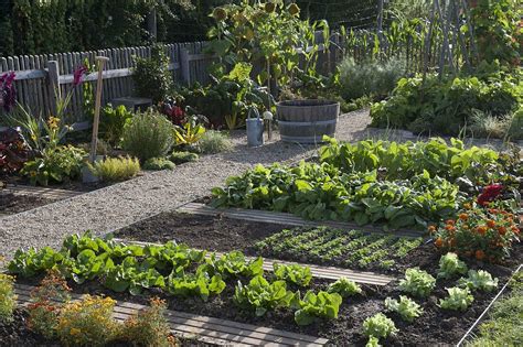 Gemüsegarten mit Bohnen (Phaseolus), … – Bild kaufen – 12177046 ...