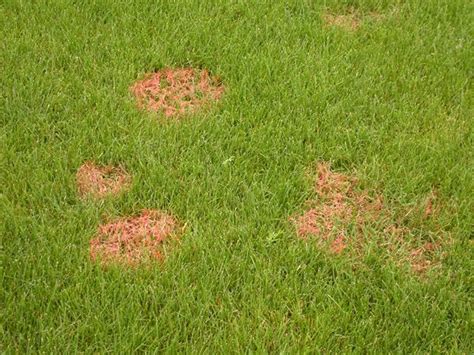 Red Thread - Lawn Fungus - Brown Patches - Dead Grass | Dr. Blade | Tipos de césped, Cesped ...