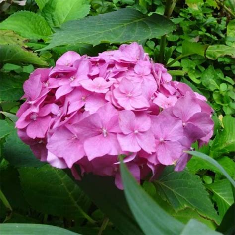 Hydrangea macrophylla 'Pink Bouquet'