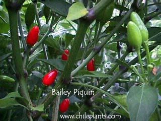 ChilePlants.com - BAILEY PIQUIN - Live Chile/Pepper Plant