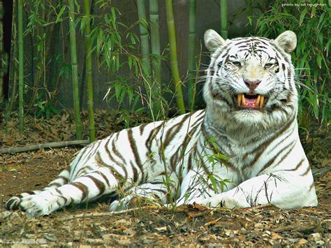 White Tiger HD Funny Wallpapers ~ Funny Wallpapers