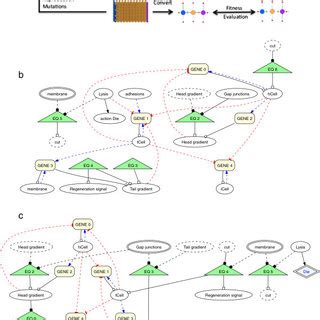 This figure depicts a classic planaria regeneration experiment ...