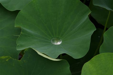 Lotus Leaf Dew Crystal - Free photo on Pixabay