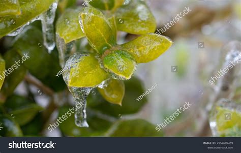 During Texas Winter Storm 2023 Stock Photo 2257609459 | Shutterstock