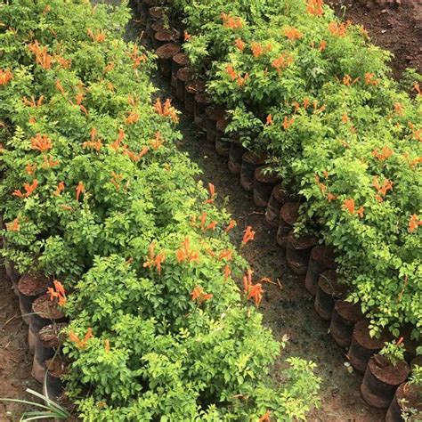 Tecoma Capensis Orange - Gowthami Nursery