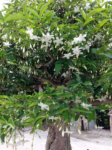 Water Jasmine bonsai tree | Jasmine plant, Smelling flowers, Bonsai