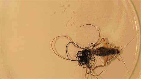 Absurd Creature of the Week: The Parasitic Worm That Turns Crickets ...