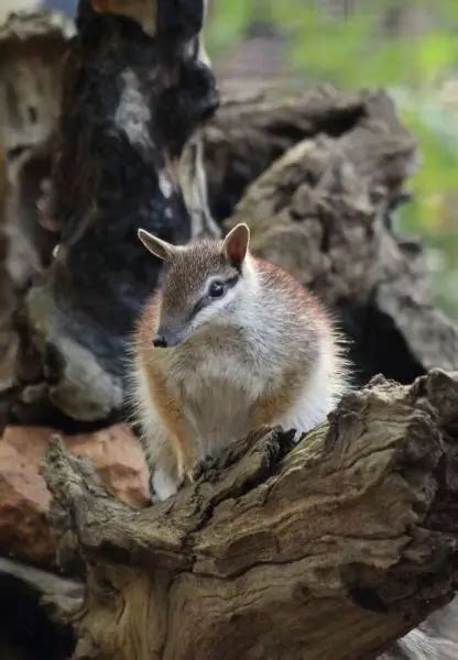 Numbat - Facts, Diet, Habitat & Pictures on Animalia.bio