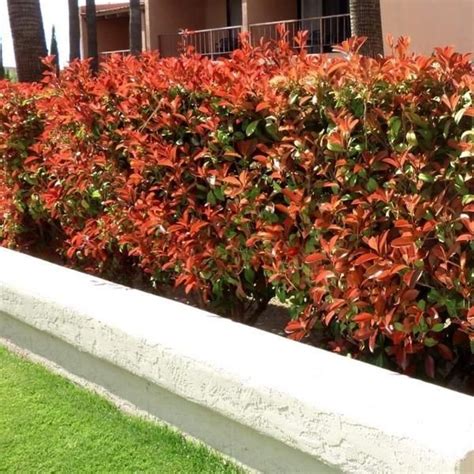 Red-Tip Photinia fraseri for Sale Online Red-Tip Photinia bushes (Photinia fraseri) are a very ...