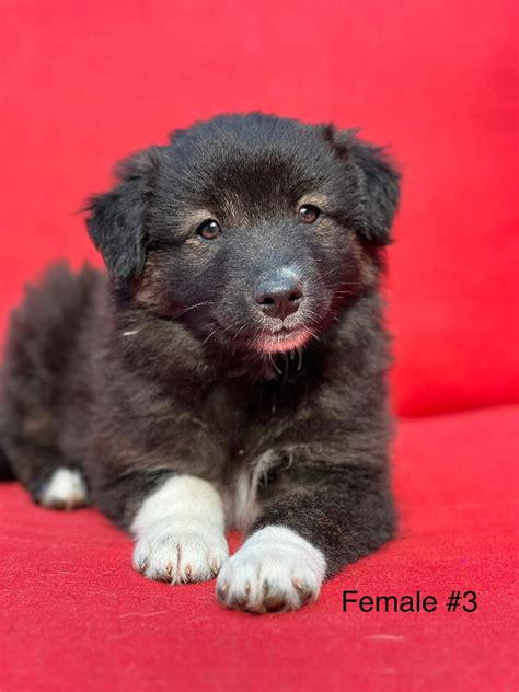 Aussie x Collie puppies ready for their new homes! | Dogs & Puppies for Rehoming | Oakville ...