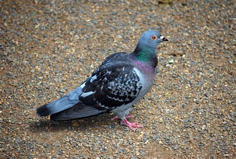 Rock Dove (Feral Pigeon) (Introduced) - Columba livia