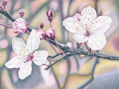 Cherry Blossom Pencil Drawing at GetDrawings | Free download