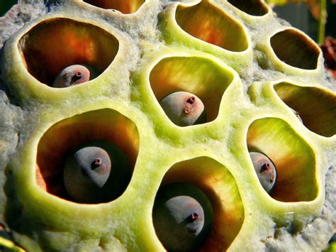Alien Life | Lotus pods aging. | Hawaiian Sea | Flickr