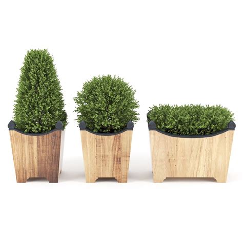 3D model boxwood - TurboSquid 1250692