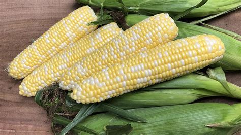 16 Must-Have Sweet Corn Varieties - Growing Produce