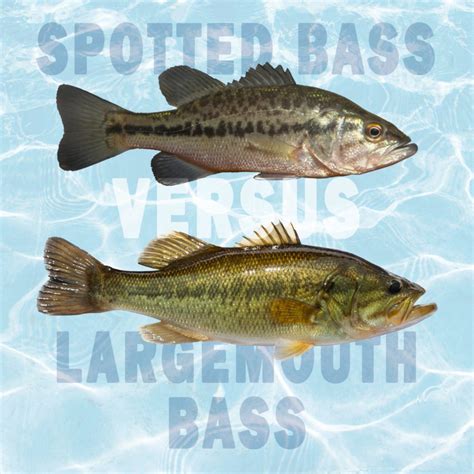 Spotted Bass vs. Largemouth Bass: All Their Differences - Tastylicious