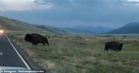 Moment angry bison hurls rival through the air as animals clash in the middle of the road at ...