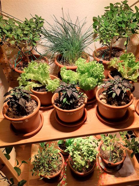 Indoor gardening : r/gardening