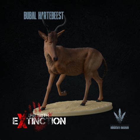 3D Printable Bubal hartebeest : Alcelaphus buselaphus buselaphus by Miniature Museum