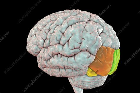 Human brain with highlighted occipital gyri, illustration - Stock Image - F032/6889 - Science ...