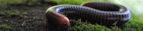 Giant Millipede Prehistoric