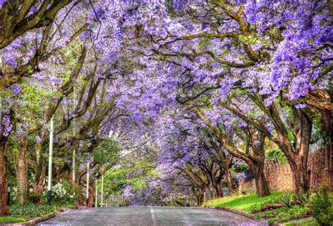 Jacaranda Trees in Johannesburg, South Africa - with permission from ...