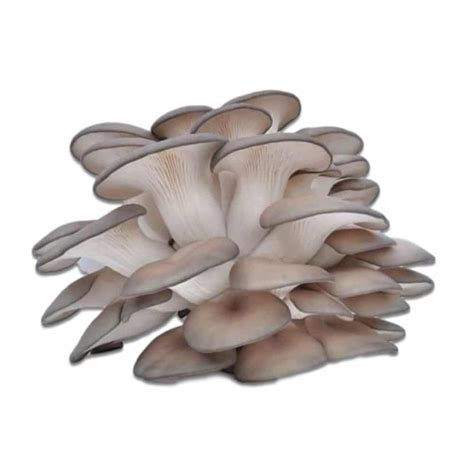 Buy Oyster Mushrooms | Fresh & Wild