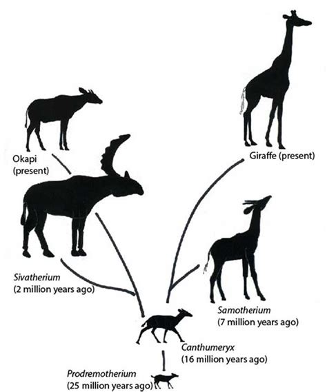 Come si allungò il collo della giraffa - Le Scienze