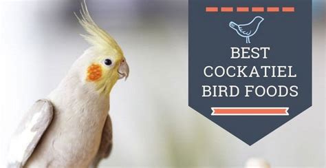 Cockatiel Bird Best Food Recipes, Brands And Cockatiel Care