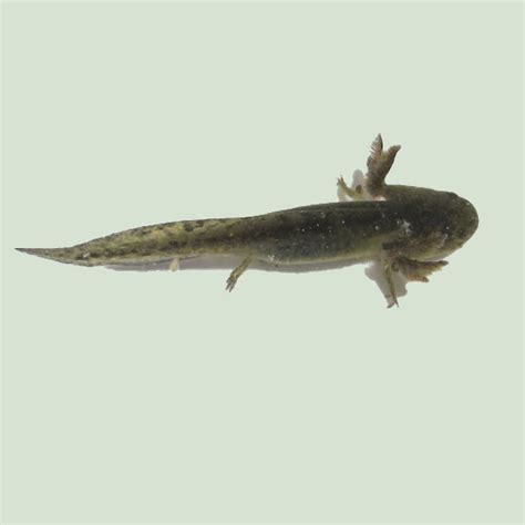 Barred Tiger Salamander Larvae