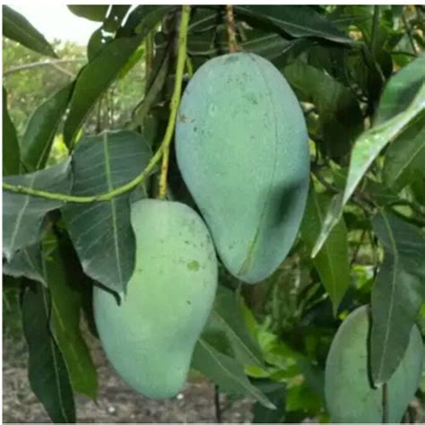 Jual bibit tanaman Buah mangga Manalagi | Shopee Indonesia