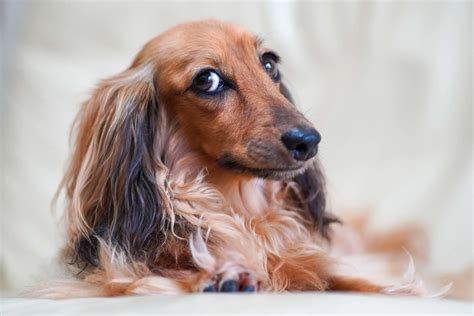 Dachshund Weight Chart: How Big Do Dachshunds Get? - Raised Right ...