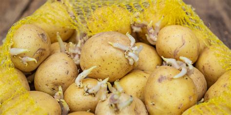 What to do with sprouting potatoes? Try planting them | Daily Sabah